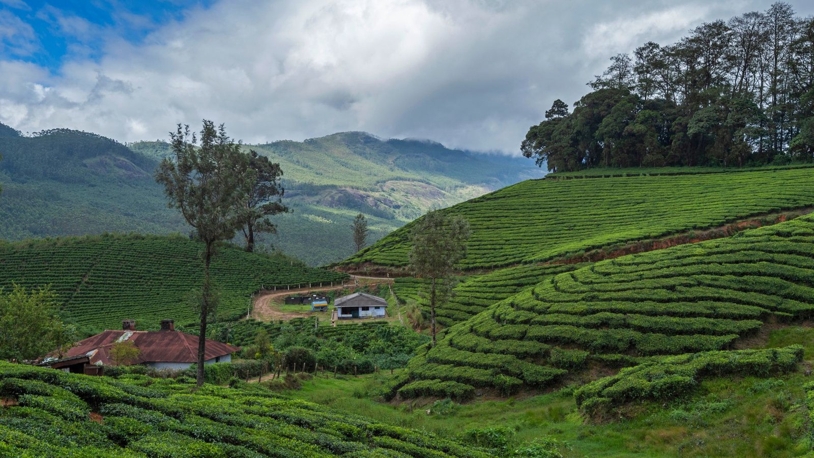 activities to do in munnar