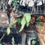 Photo Jim Corbett