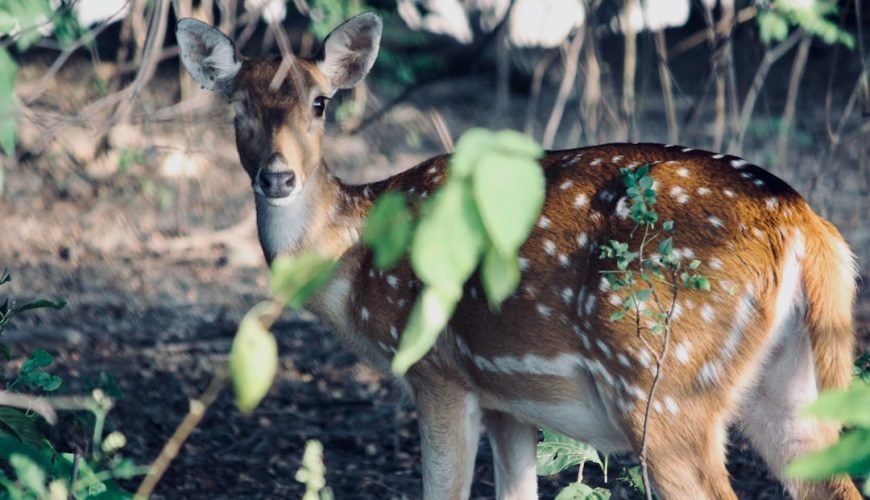 Photo Jim Corbett