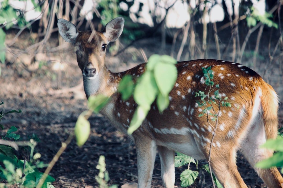 Photo Jim Corbett