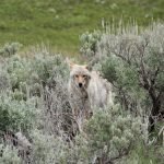 Photo Yellowstone National Park