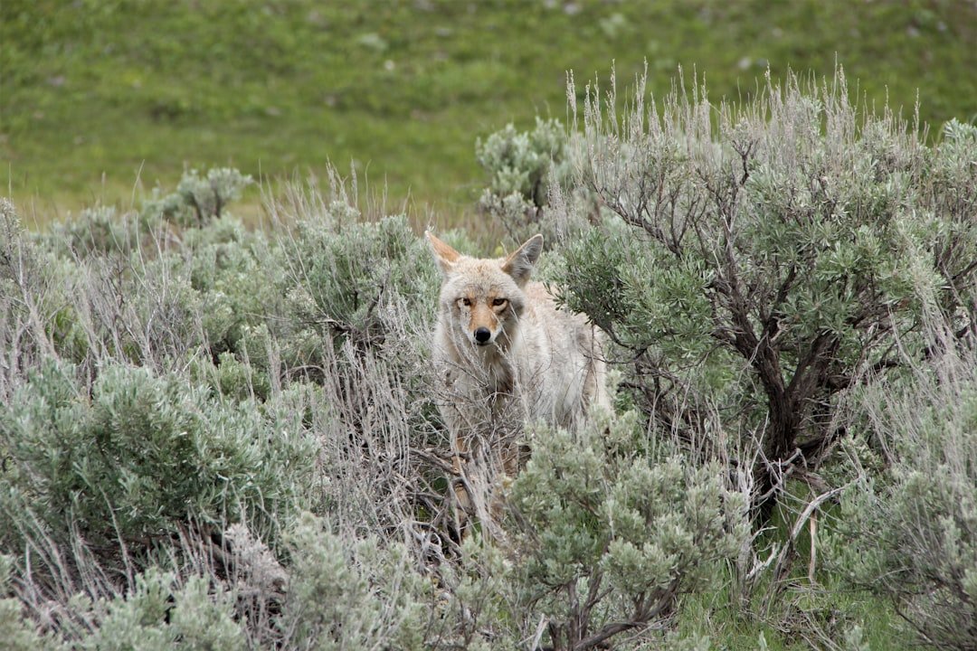 Photo Yellowstone National Park