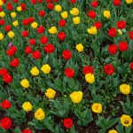 Photo Tulip garden