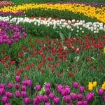 Photo Tulip garden