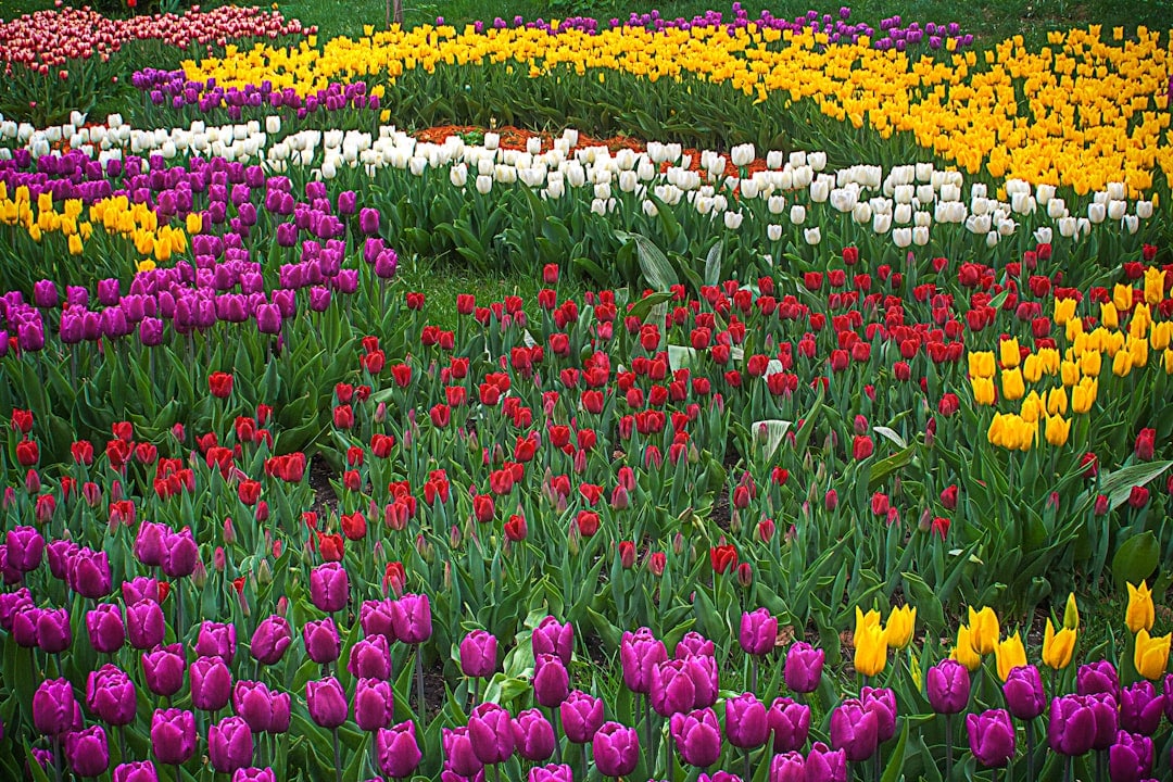 Photo Tulip garden