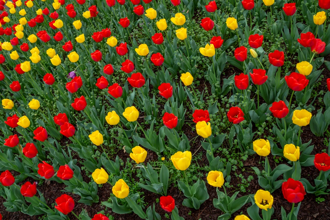 Photo Tulip garden